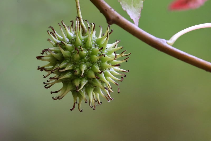 Fruit Tree in Pot